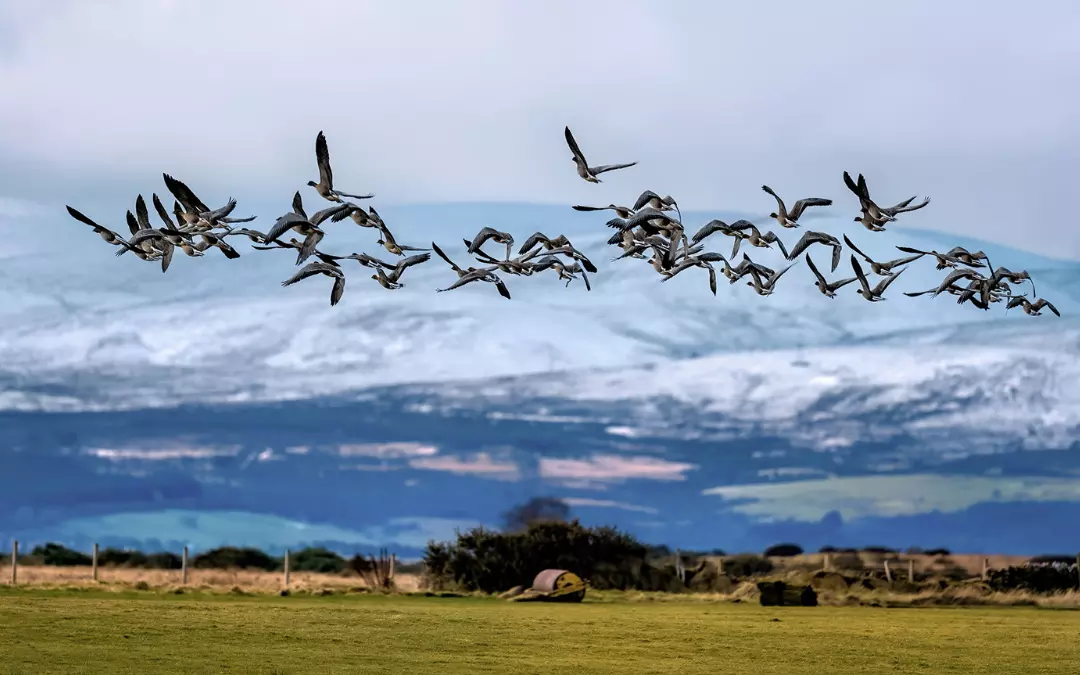 Pink footed geese flying over meadow
