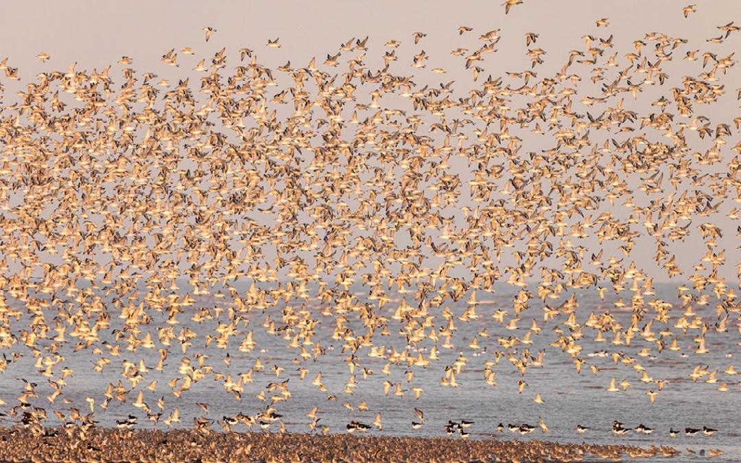 migrating birds taking flight in Autumn at RSPB Snettisham
