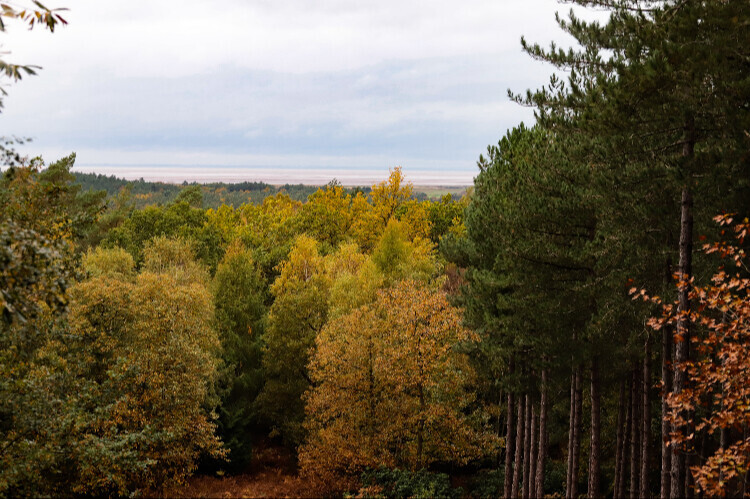 Sandringham trees turning from green to gold