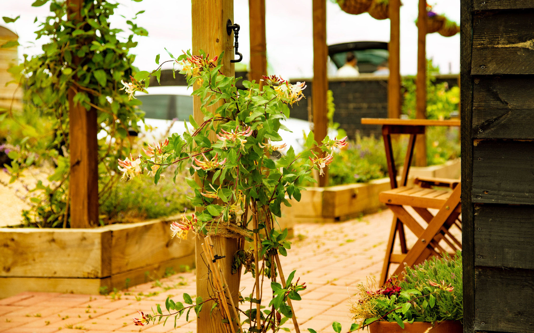 flower with decking in background