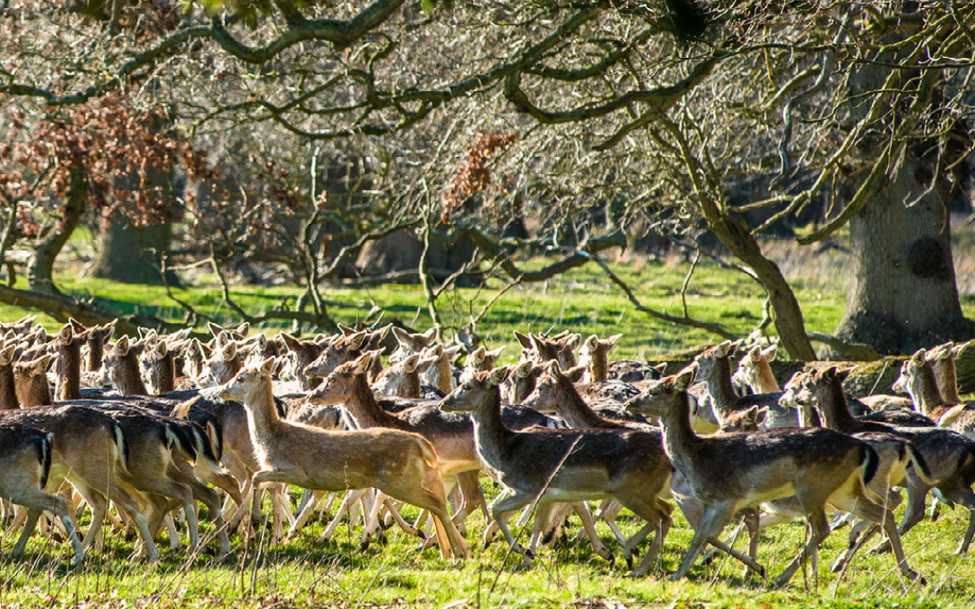 Visit the nature reserve at holkham hall here at west of wells glamping