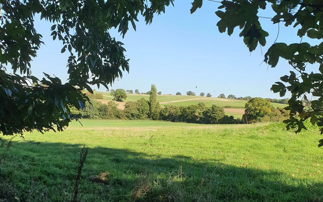 Norfolk Camping: meadow camping