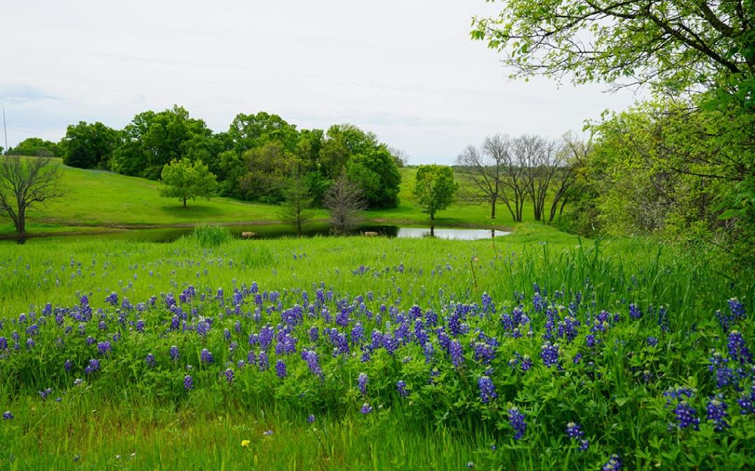 North Norfolk Camping & Glamping Holt Country Park
