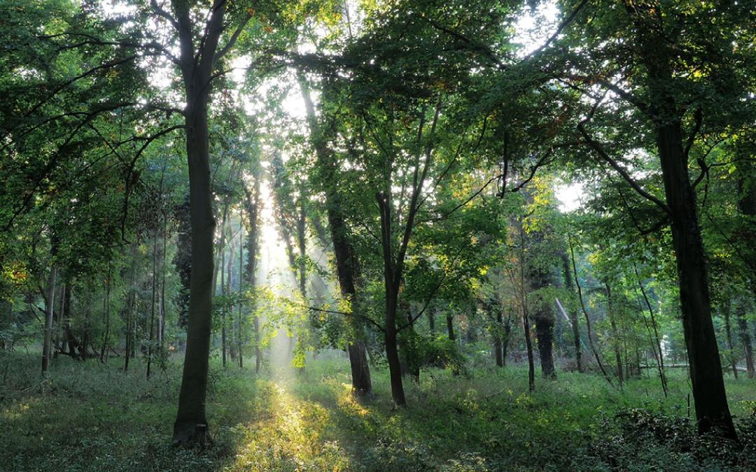 thetford forest