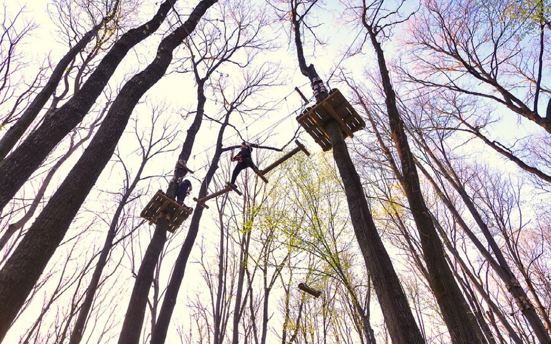go ape thetford forest