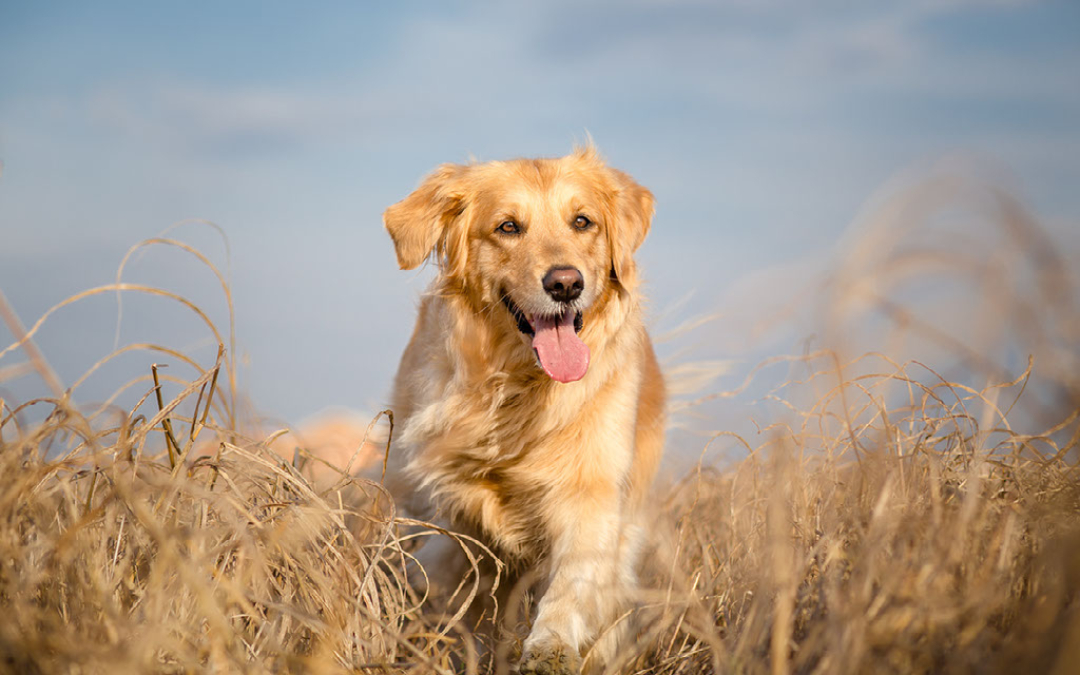 Dog friendly glamping here at norfolk coast path Glamping