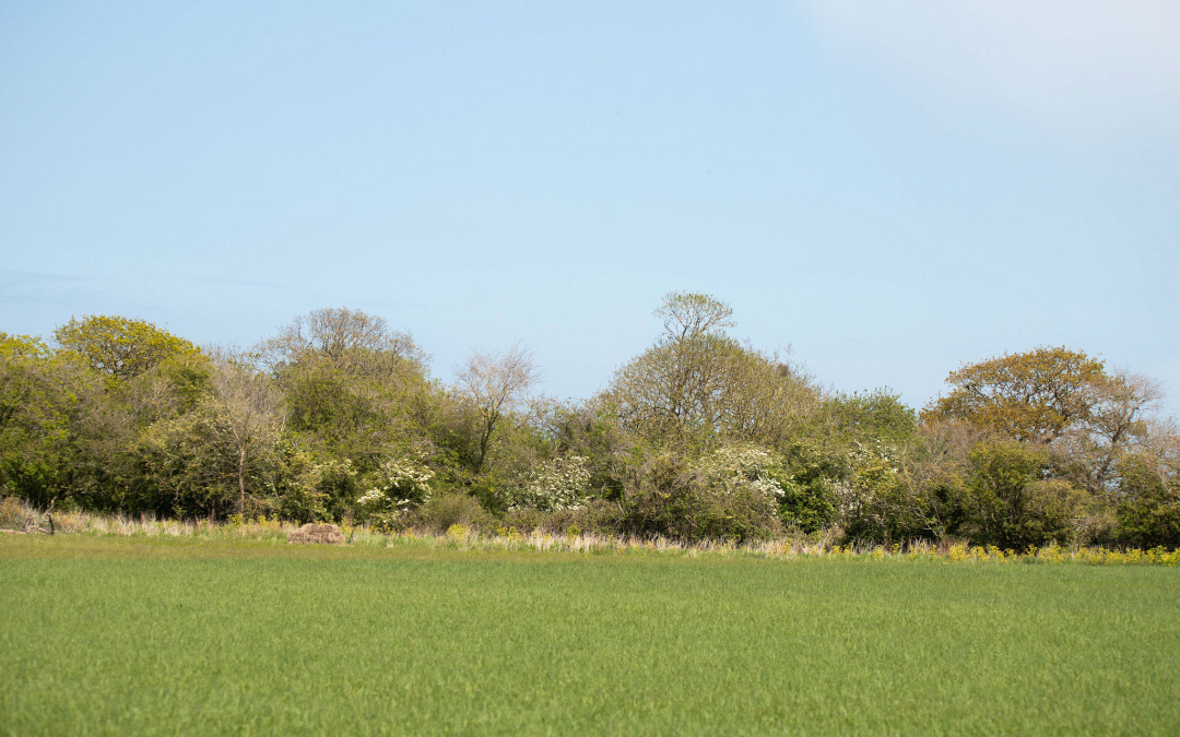 Stunning meadow views here at Norfolk Coast Path glamping