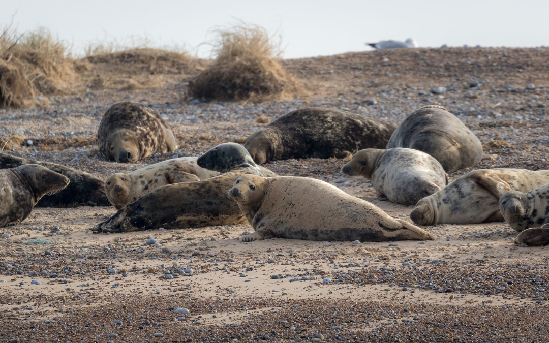enjoy seeing the grey seals at Blakeney here with us at north Norfolk glamping