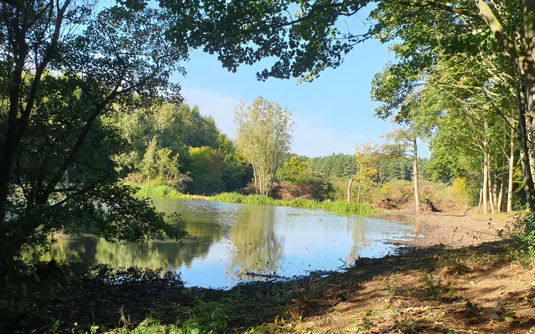 a gentle lake surrounded by trees