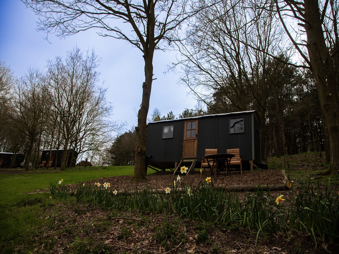 Glamping Shepherds Hut within the woodlands of Holt