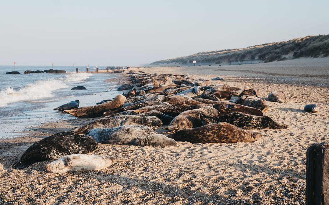 seals asleep on the beach