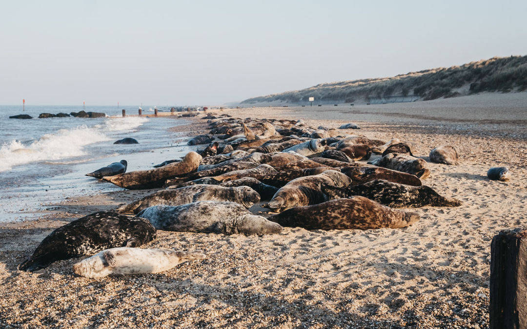 Visit the grey seals at Blakeney while here at North Norfolk Glamping