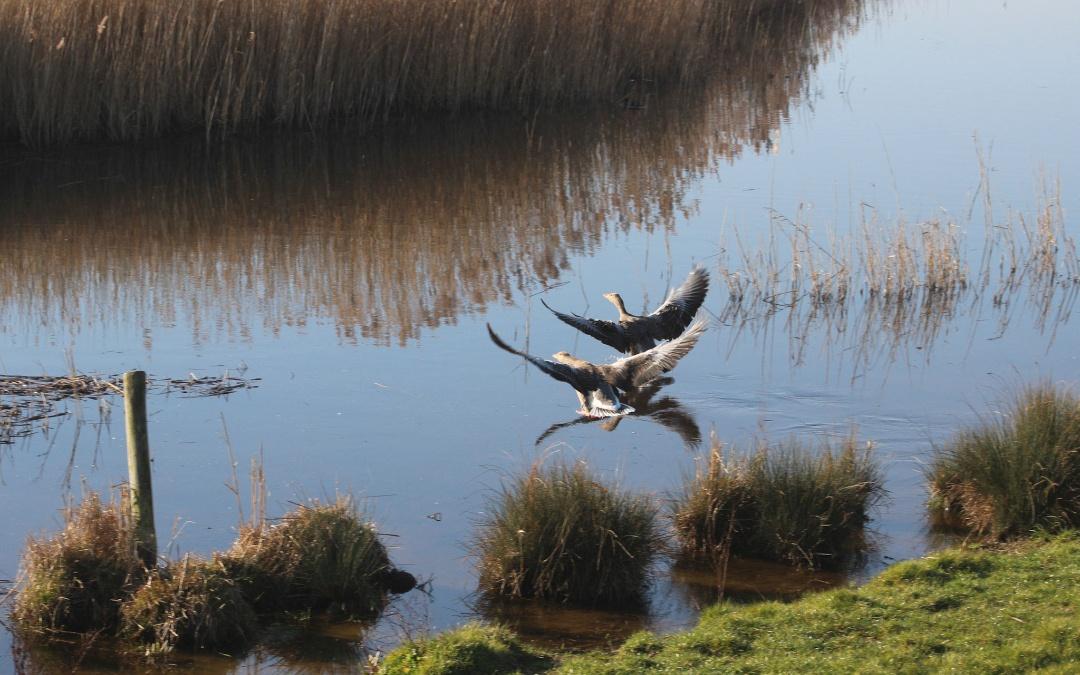 Wild Ken Hill rewilding project - Bird Watching Holidays