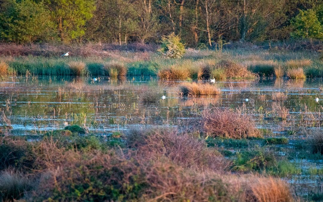 Visit RSPB RESERVE - Hunstanton Holidays