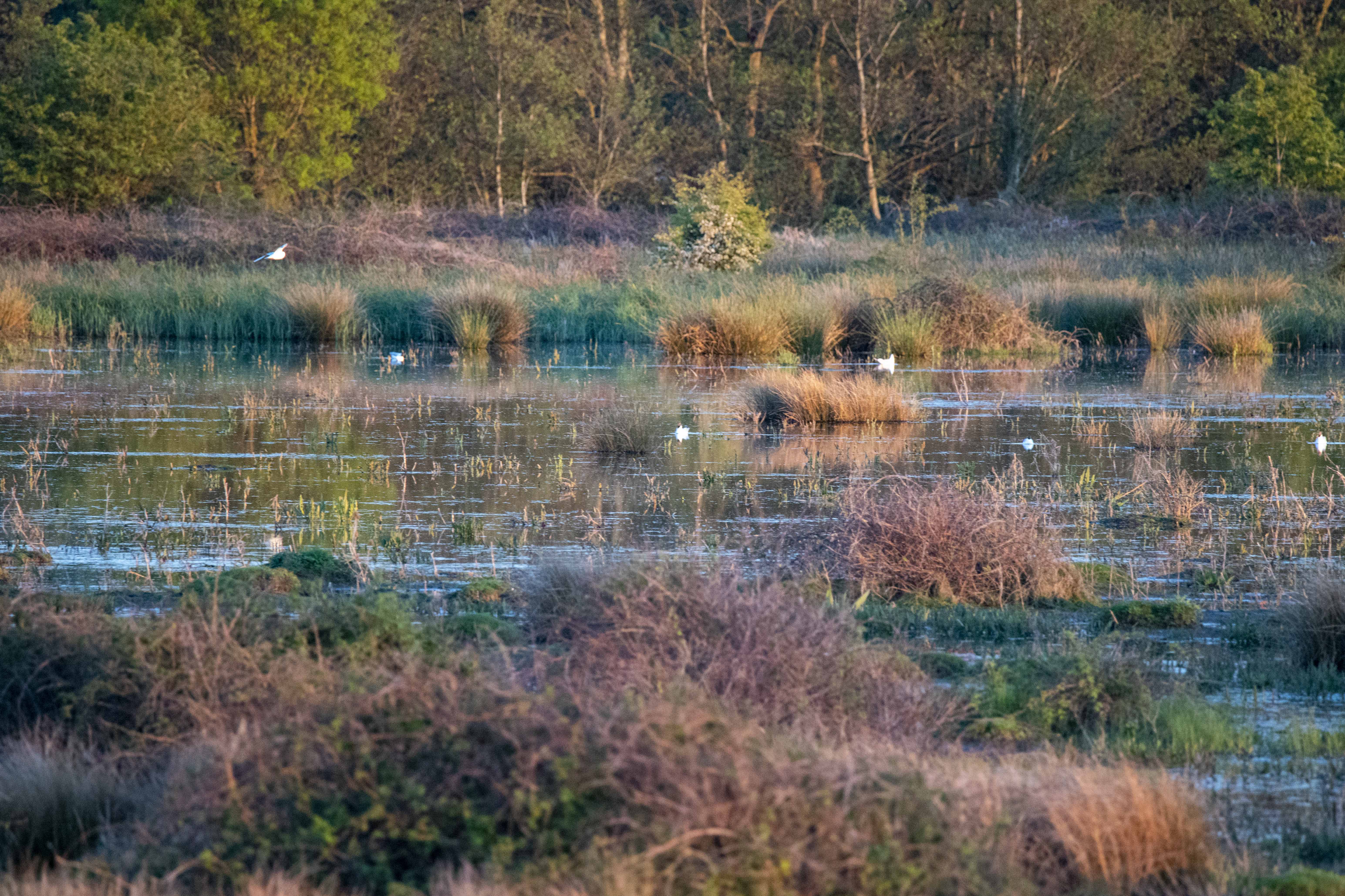 Wild Ken Hill - Bird Watching Holidays