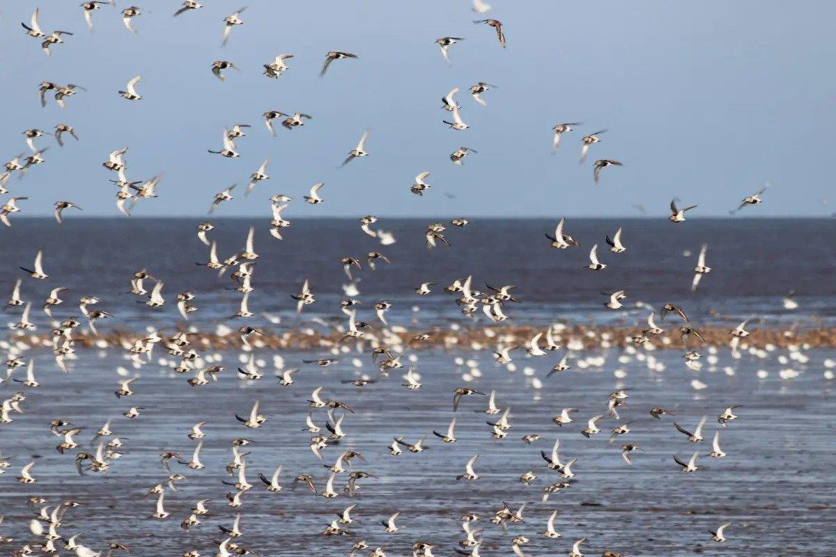 RSPB Titchwell