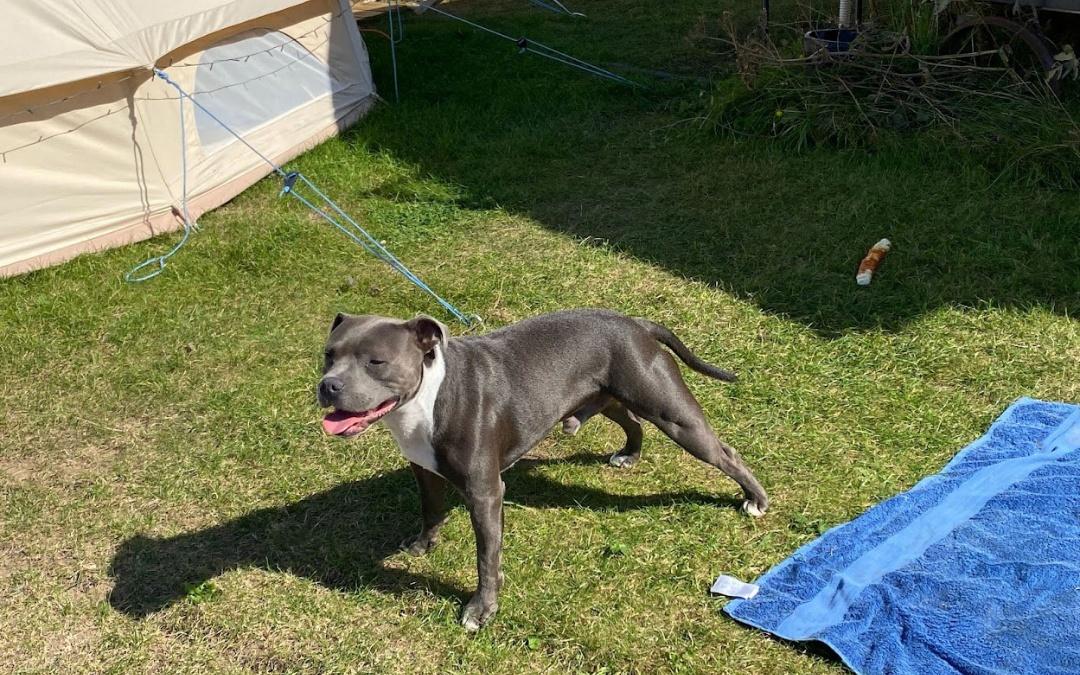 Dog friendly camping  - Camping Holidays Norfolk