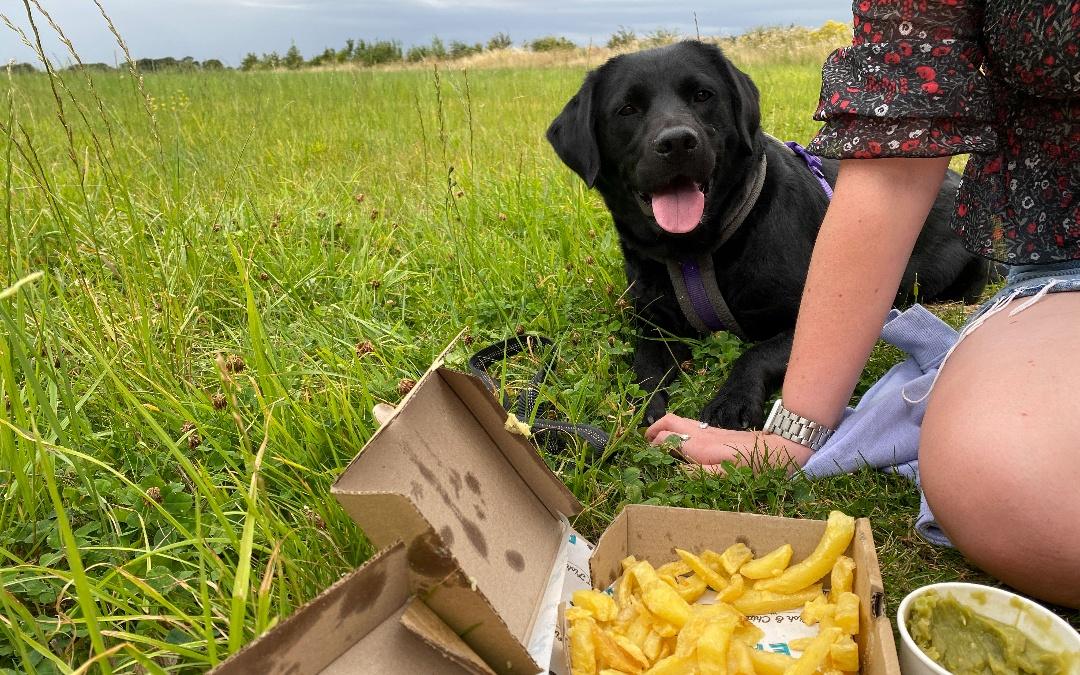 Dog Friendly things to do Norfolk 