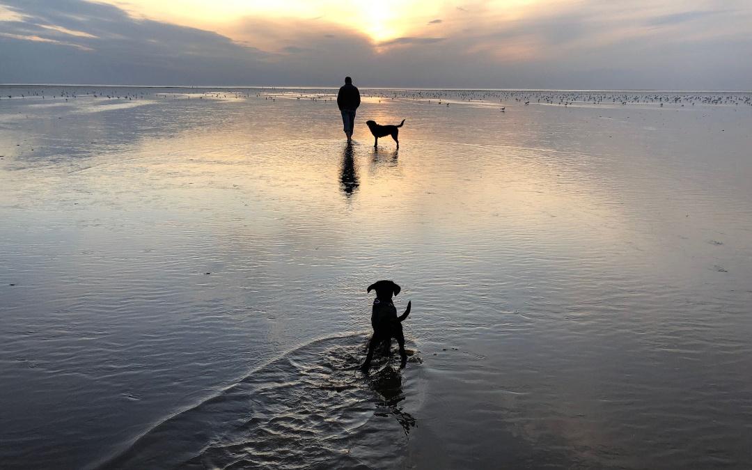Dog Friendly  beach in Heacham
