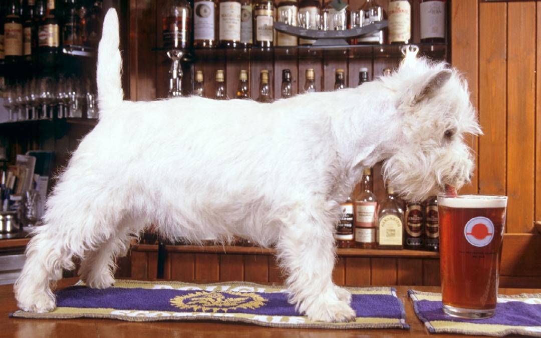 Dog friendly pubs here at Norfolk Coast B&B Cottages & Camping