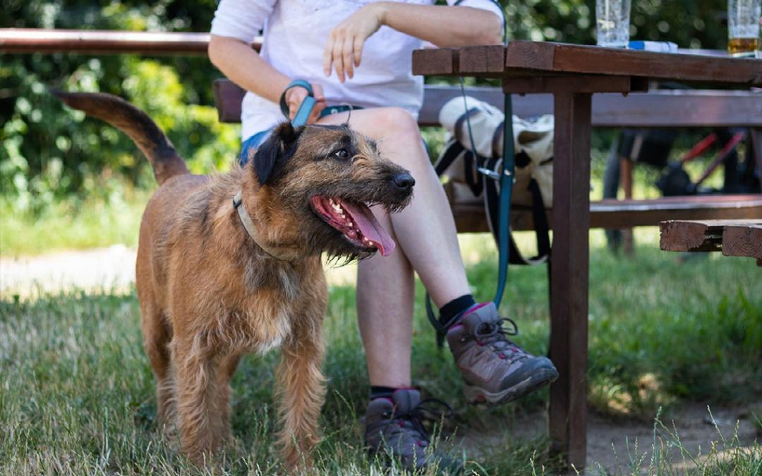 Pet Friendly cottages at Norfolk Coastal Cottages
