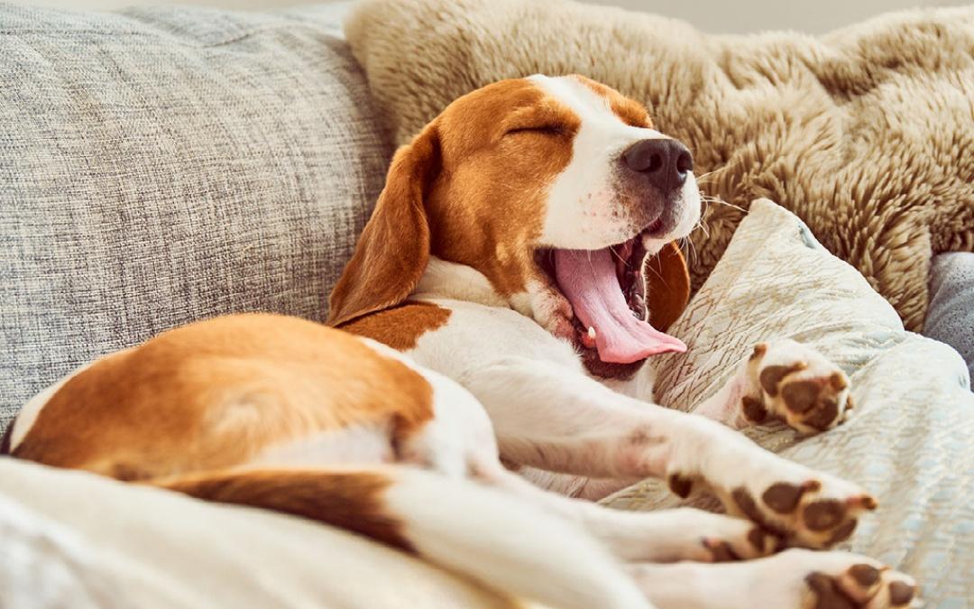 cosy dog yawning on sofa