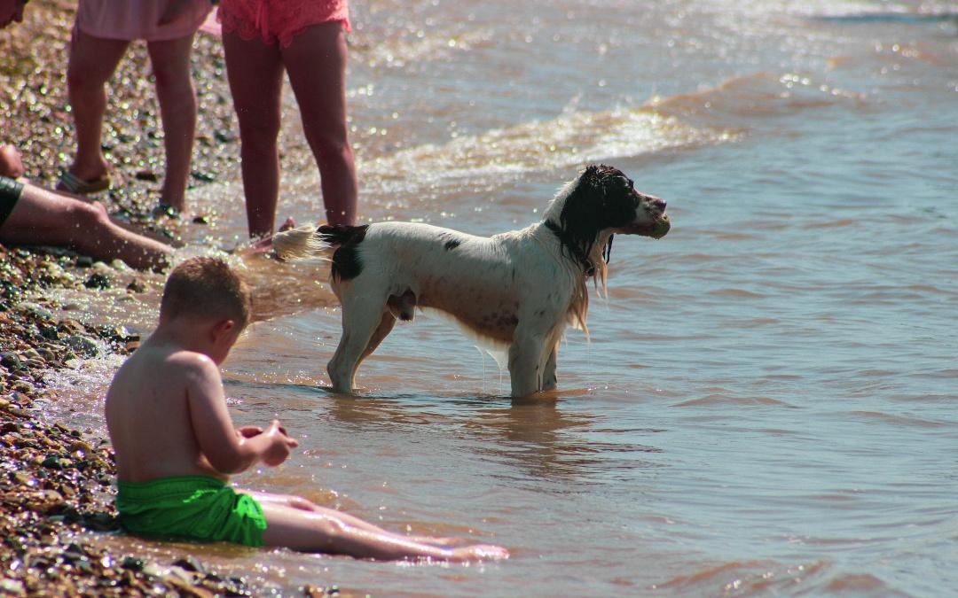 Old Hunstanton Beach - DOG FRIENDLY BEACHES