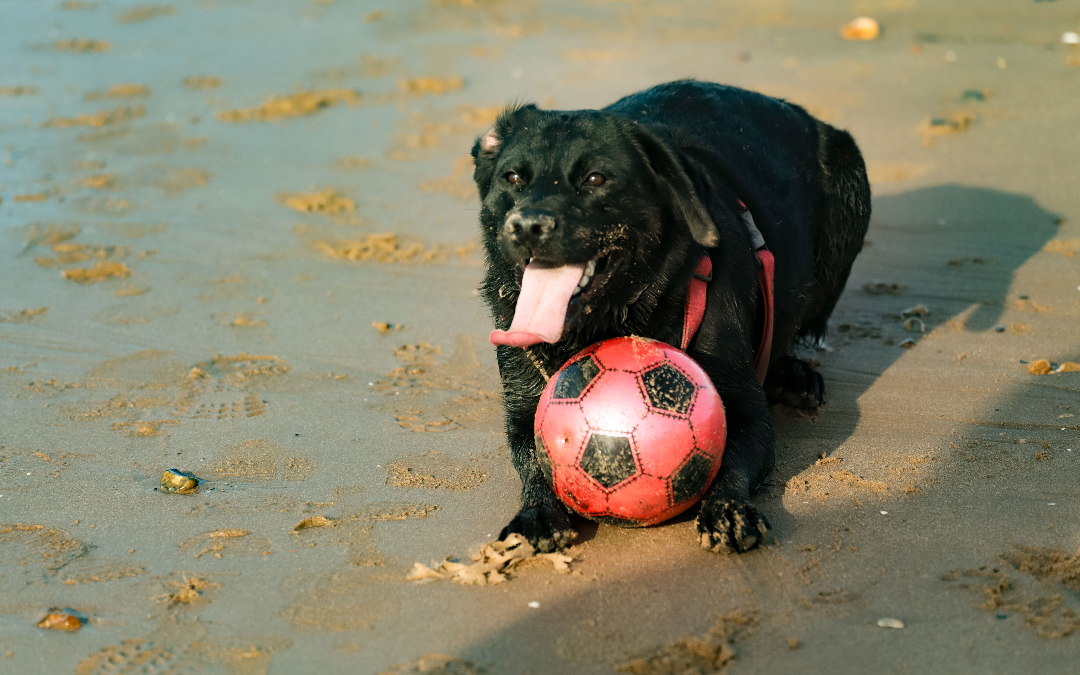 mYminiBreak, Dog friendly beaches perfect for ball games