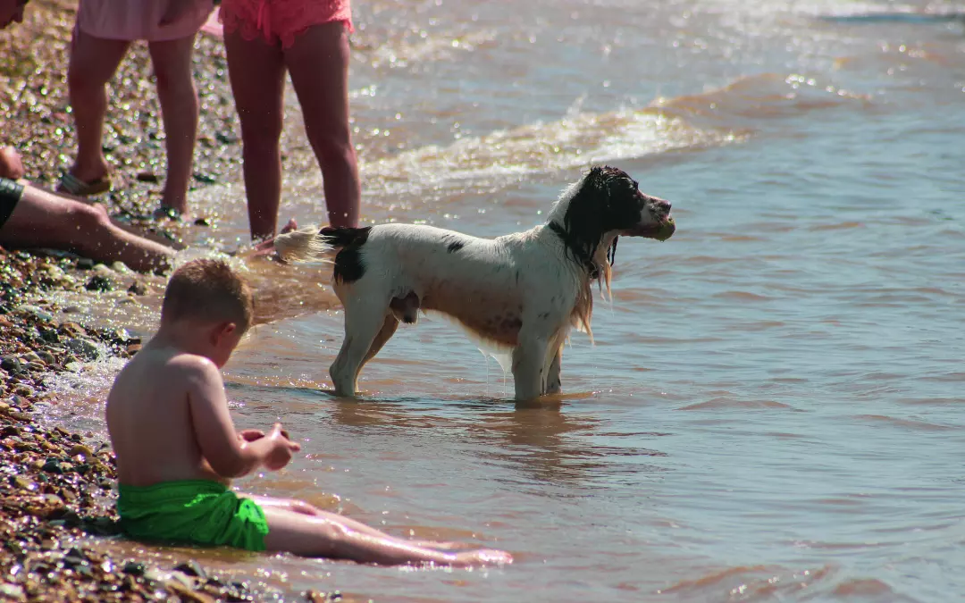 Old Hunstanton Beach - DOG FRIENDLY BEACHES