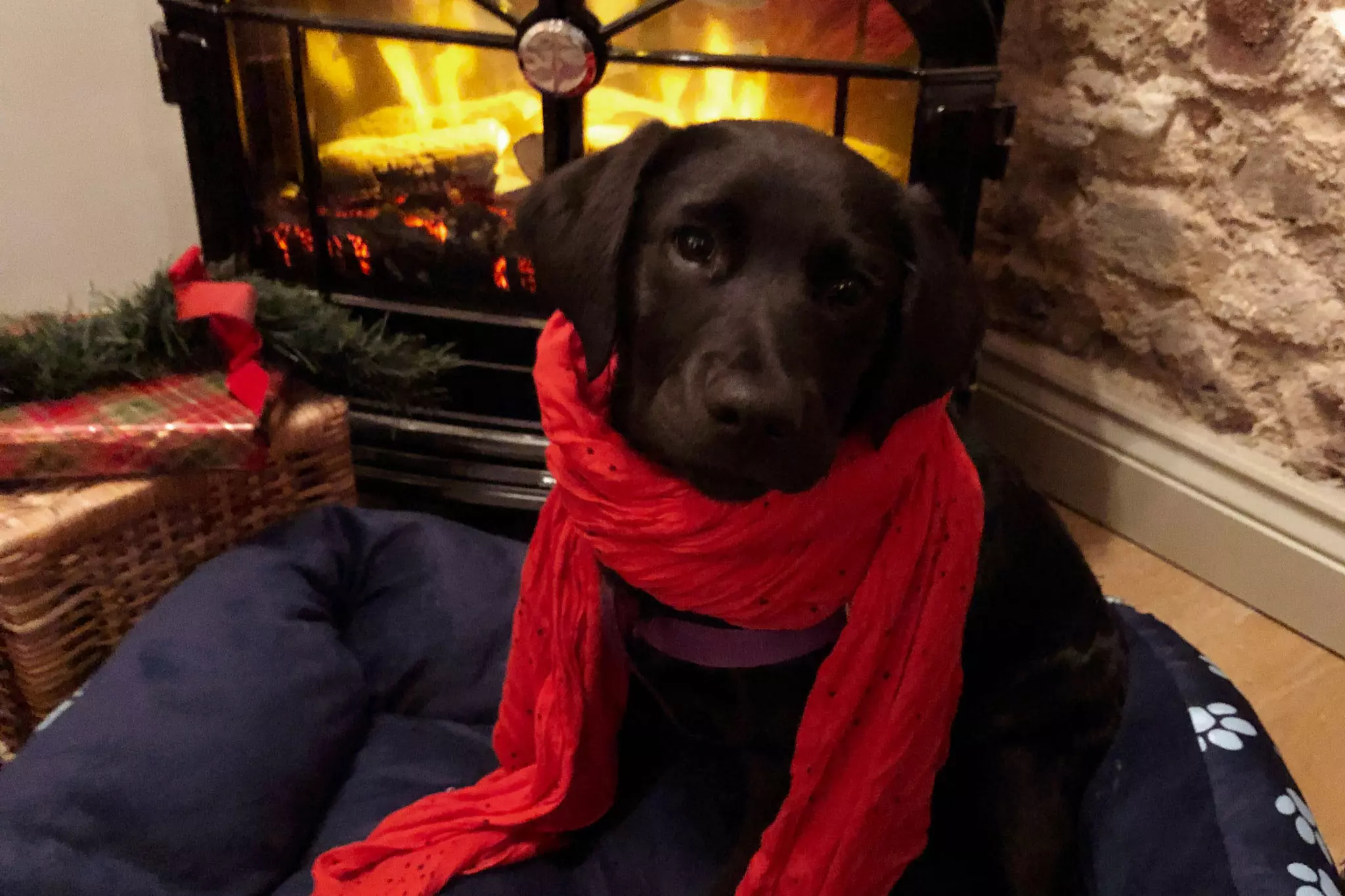 Pet Friendly Christmas Cottages  