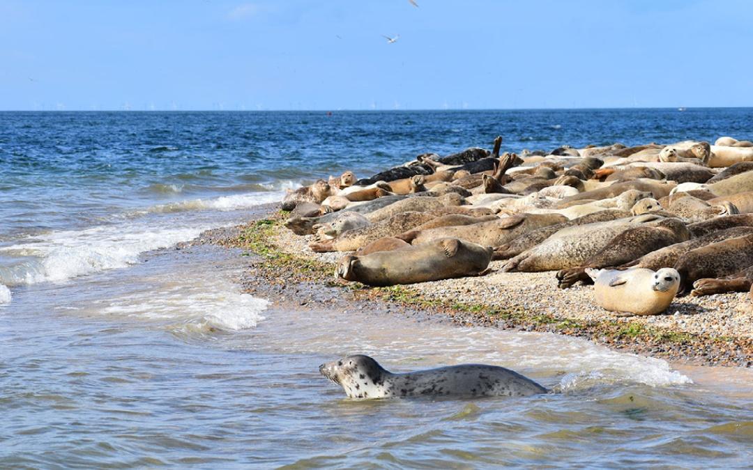 Norfolk Coast Camping: Blakeney Seals
