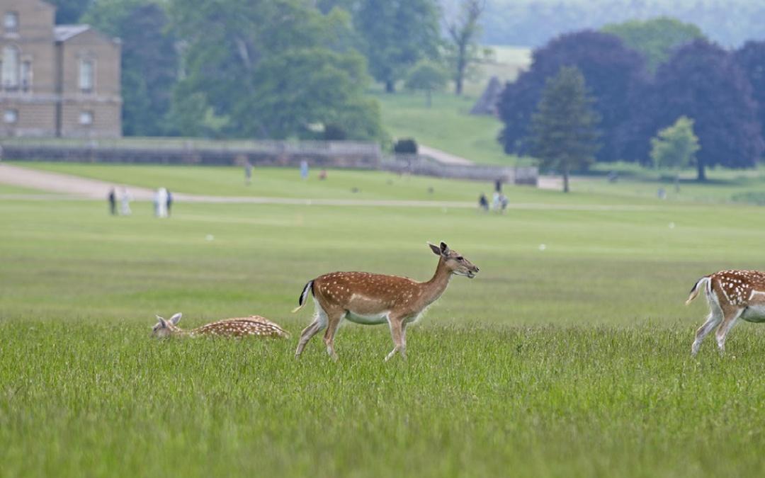The Wild Deer park at Holkham Hall here at Norfolk Glamping