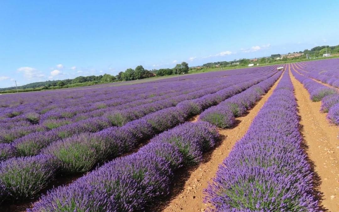 Norfolk Lavender - Short Breaks Norfolk 