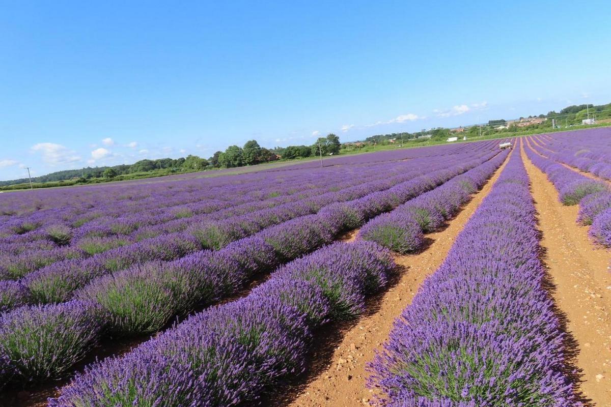 Norfolk Lavender,