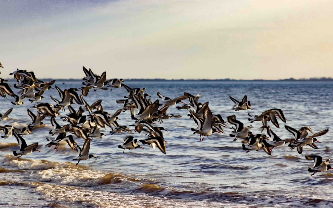 birds taking flight on the norfolk coast