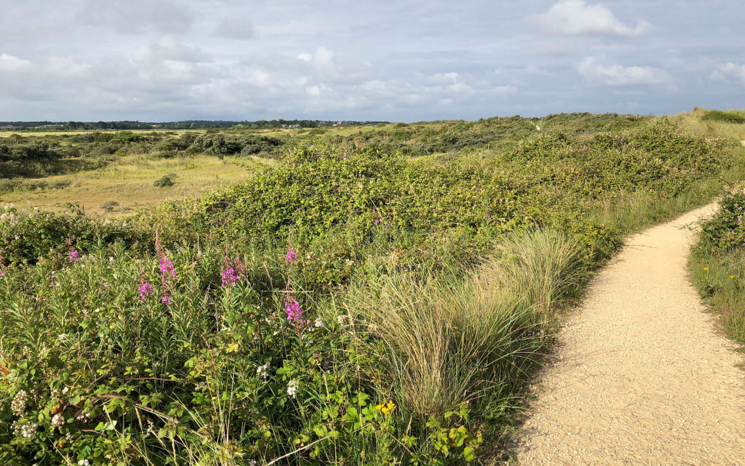 open fields and flora of the norfolk coast path