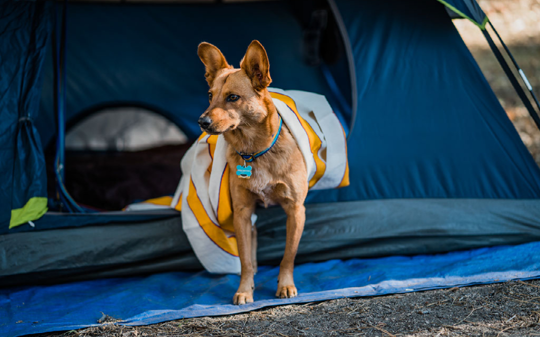 dog sitting at tent door