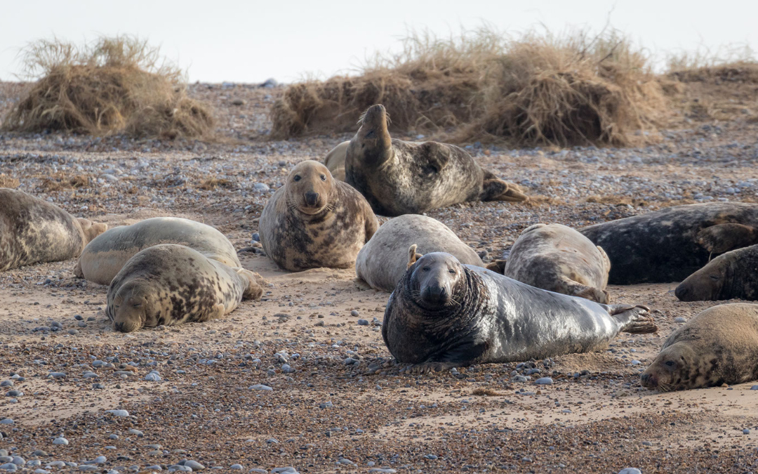 blakeney point seals