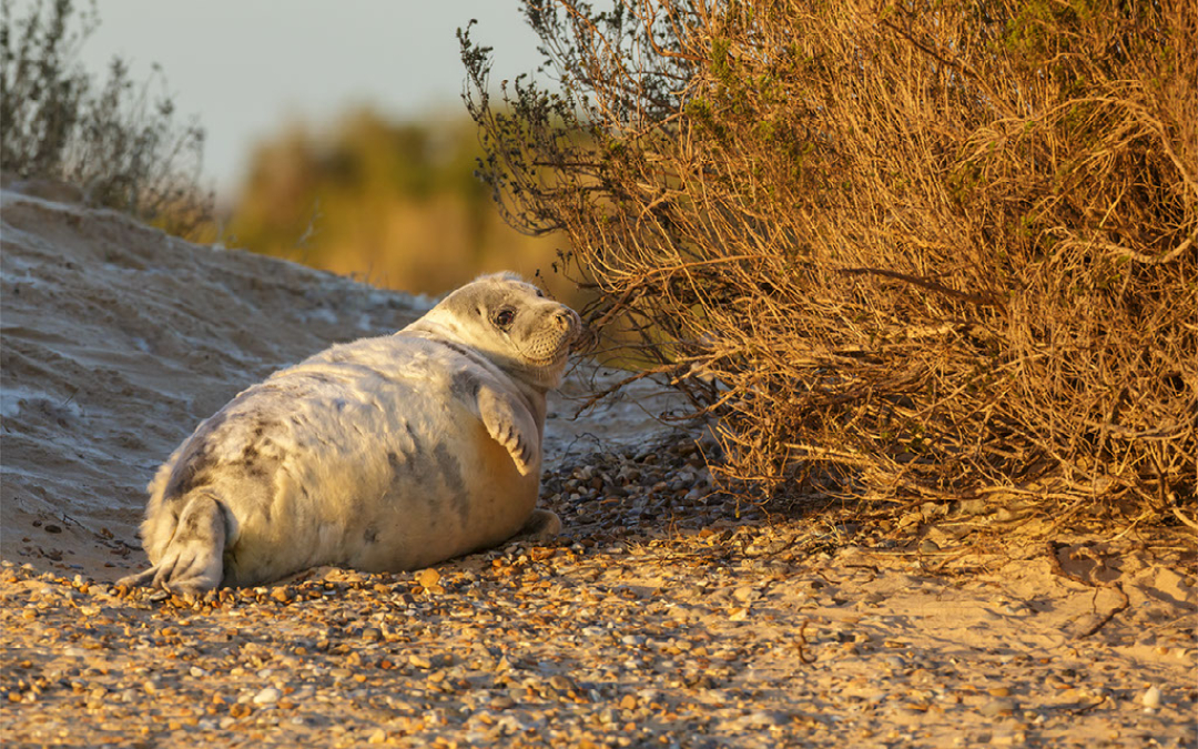 seal on beach