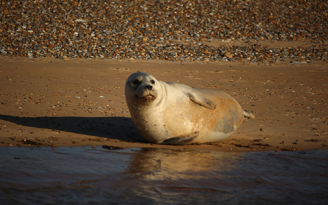 norfolk coast seal