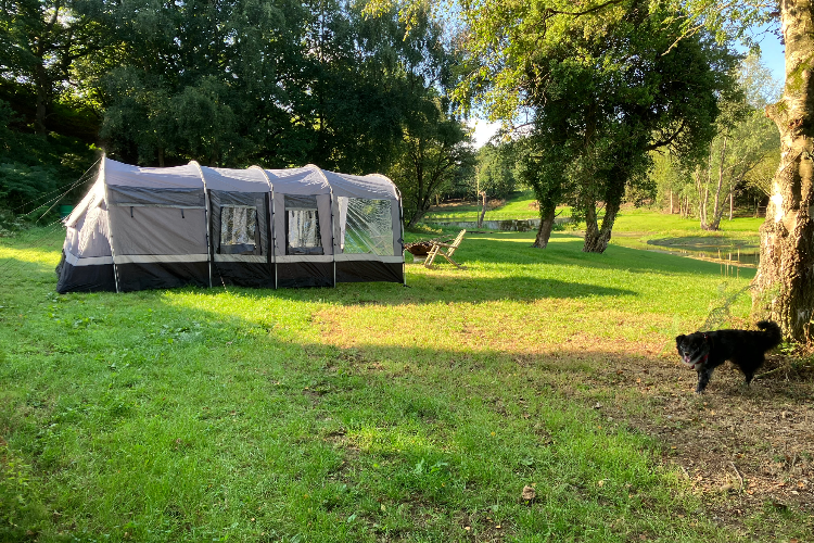 A tent on a campsite with trees and fields in the background with a dog exploring
