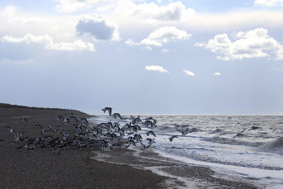 a group of birds taking off on the sea shore