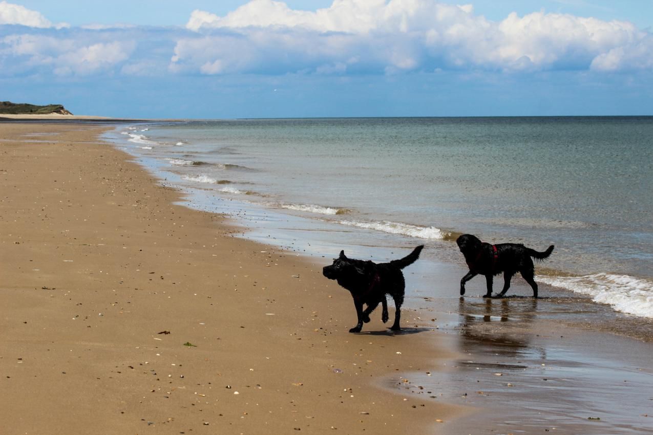 Dogs on the beach with sandy shores and shallow seas