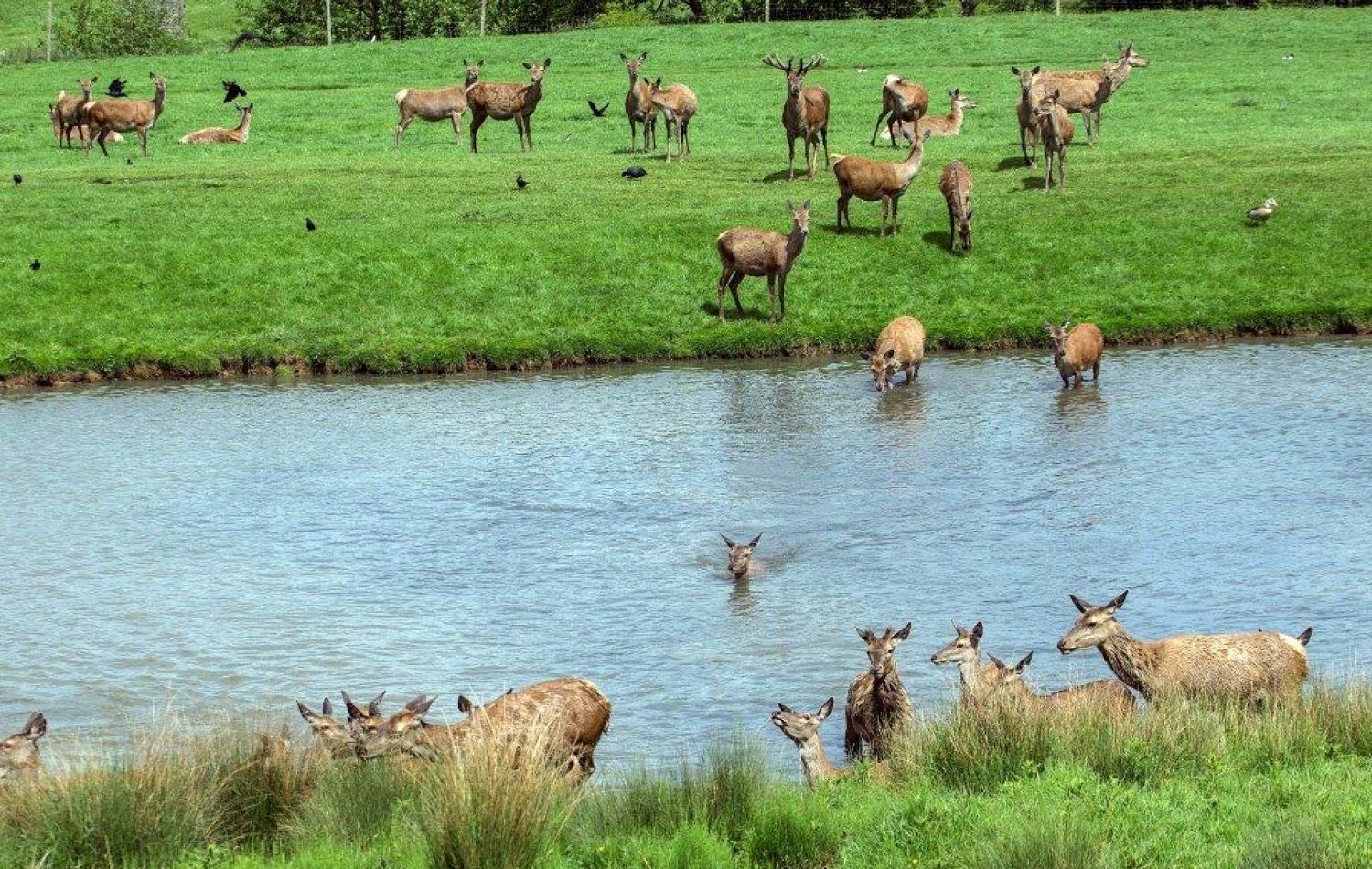 deer surrounding a river with some wading and swimming through it
