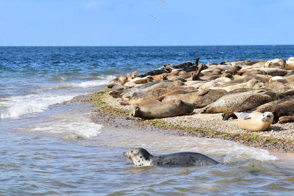 seal colony at blakeney point with one seal in the water