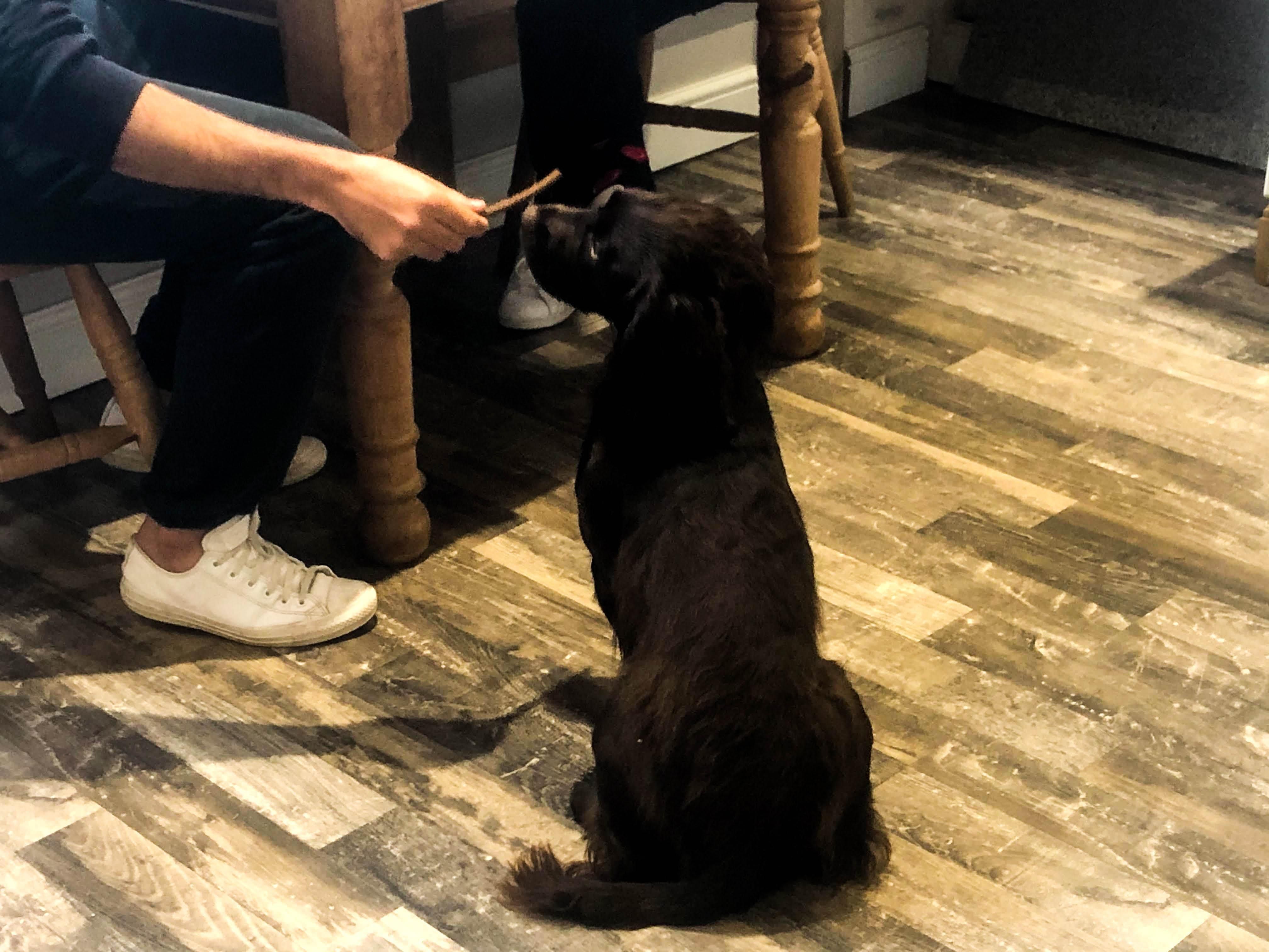 dog getting a treat in our breakfast room