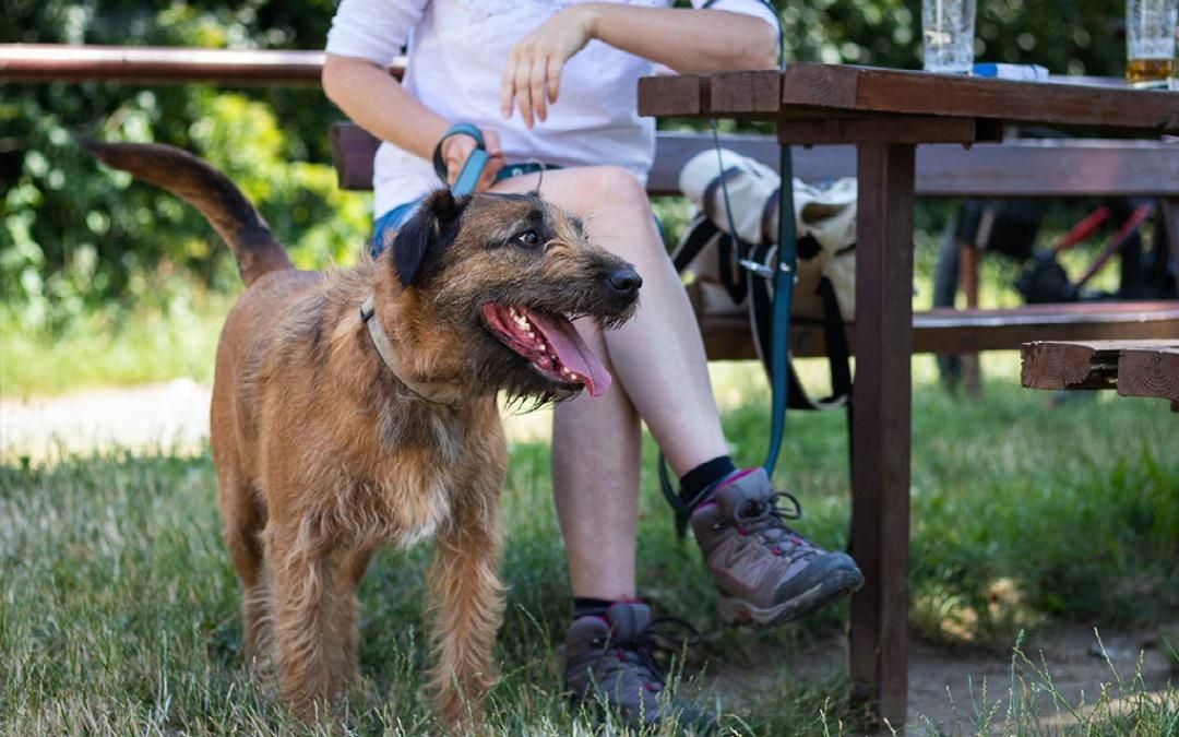 outdoor seating at a dog friendly pub