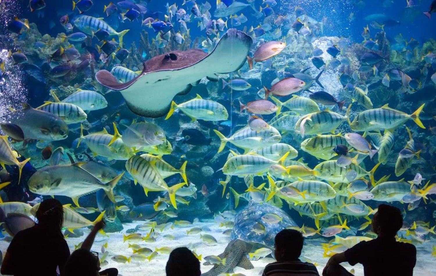 a manta ray with schools of various fish in a fish tank with people pointing and watching them
