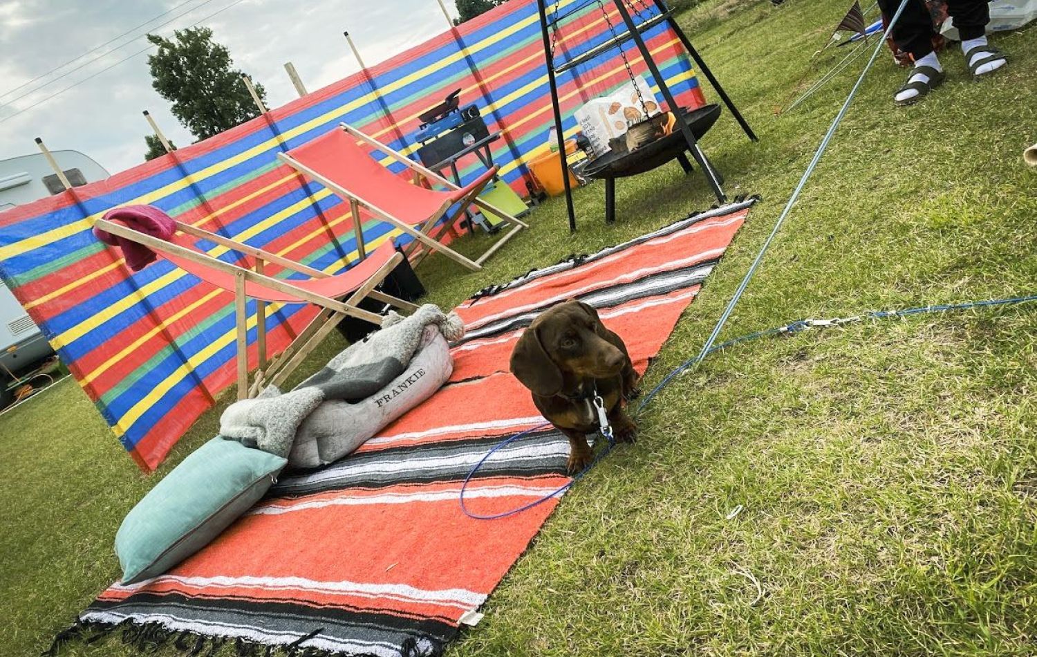 dachshund dog sitting on a blanket next to a windbreaker