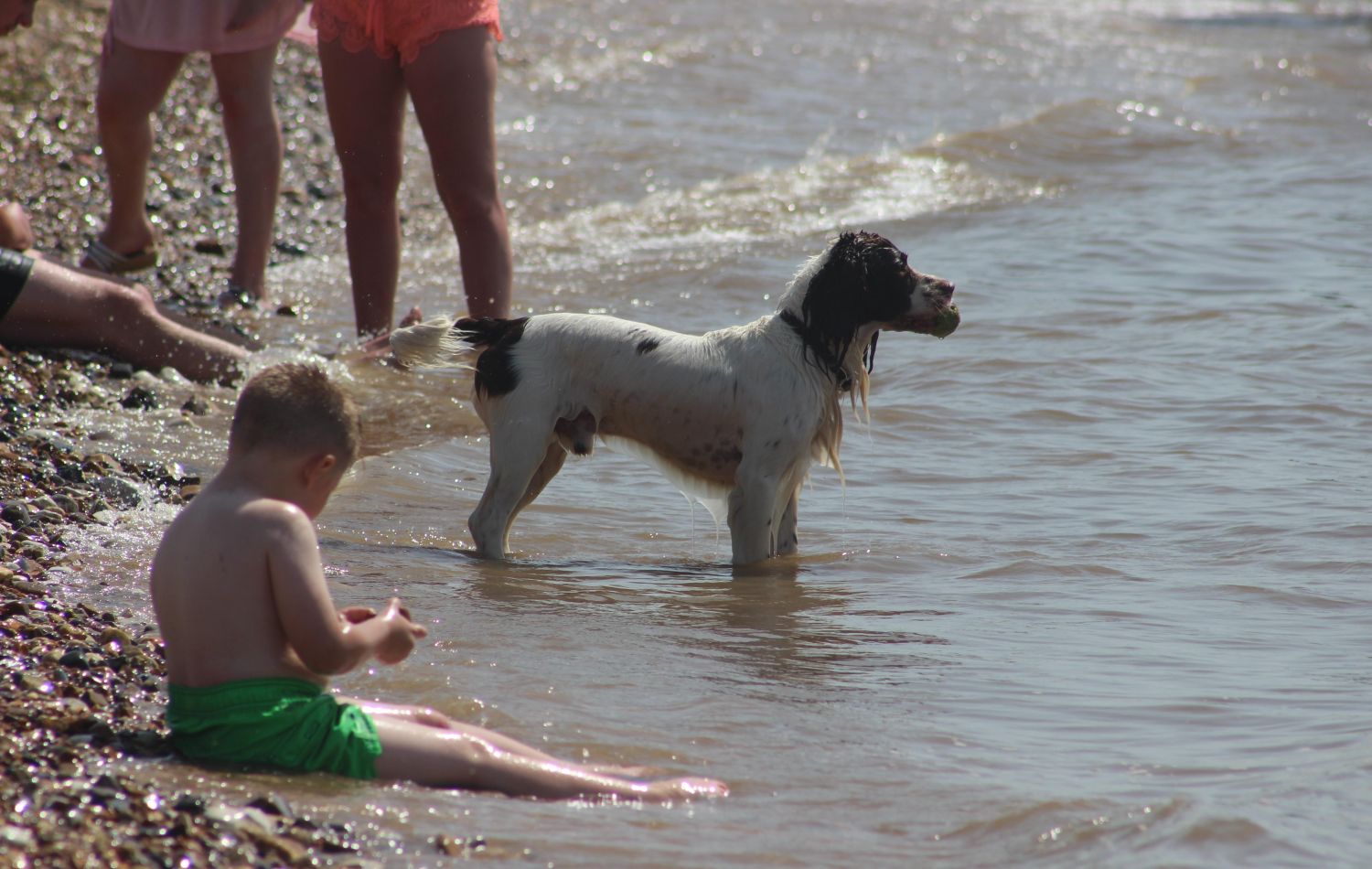 dog standing in the sea at the beach with people surrounding them